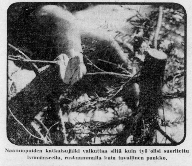 Kouvolan Sanomat 11.9.1959, taimi.jpg