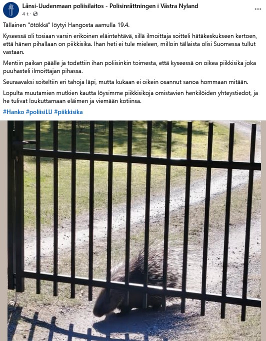 Hangon piikkisika.jpg