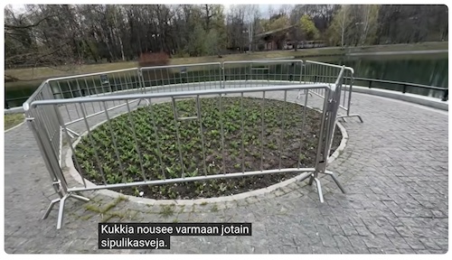 VKK_Ano_sipulikasvit.jpg
