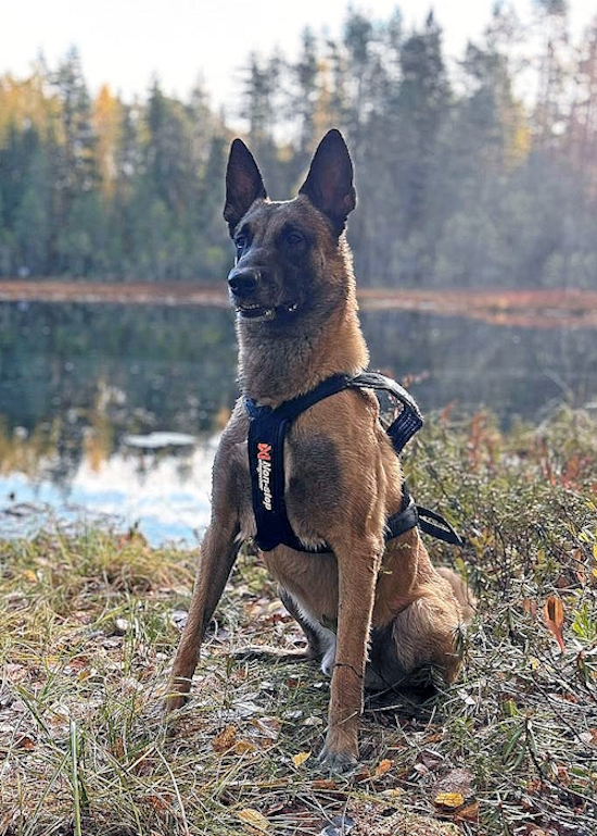 Poliisikoira Luigi toimi sankarillisesti Hammaslahden puukotustapauksessa.jpg