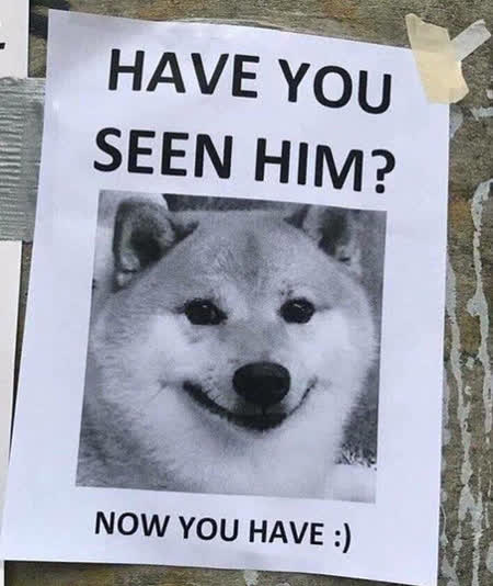have you seen this dog - now you have.jpeg