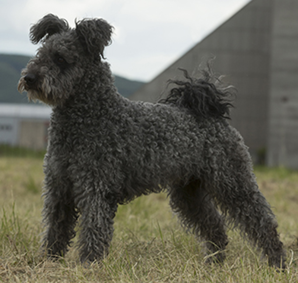hungarian-pumi-standing (1).jpg