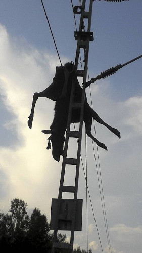 Flying_circus1.jpg