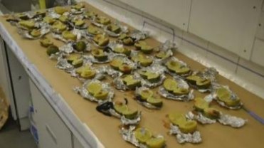 Noituutta, nimilapuin varustetut lime-hedelmät.jpg