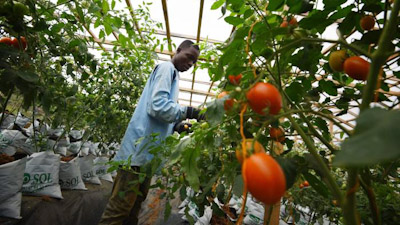Tomaatin kasvatusta, Norsunluurannikko.jpg