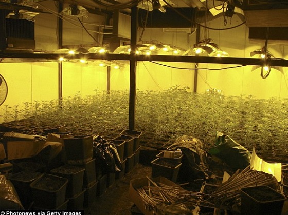 Nordine Amrani kannabis.jpg