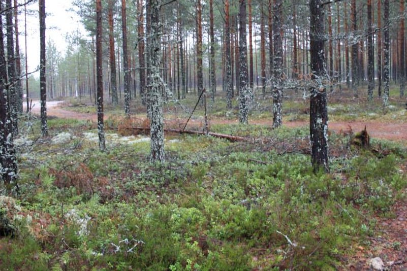 Tässä kuva tielle päin.